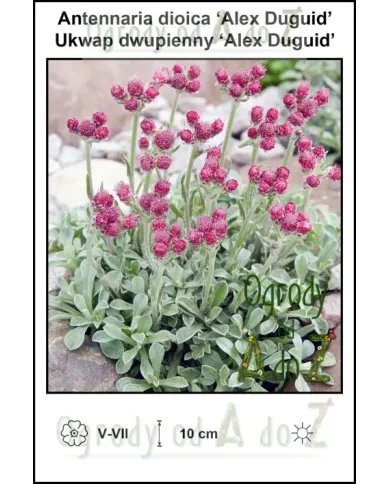 Antennaria-dioica-Alex-Duguid.jpg