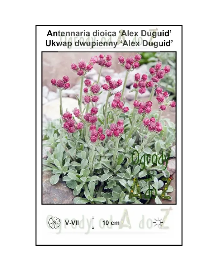 Antennaria-dioica-Alex-Duguid.jpg Antennaria-dioica-Alex-Duguid.jpg