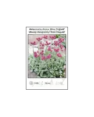 Antennaria-dioica-Alex-Duguid.jpg Antennaria-dioica-Alex-Duguid.jpg