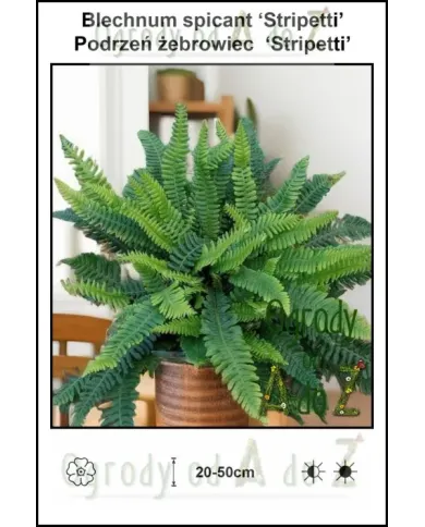 Blechnum-spicant-Stripetti.jpg