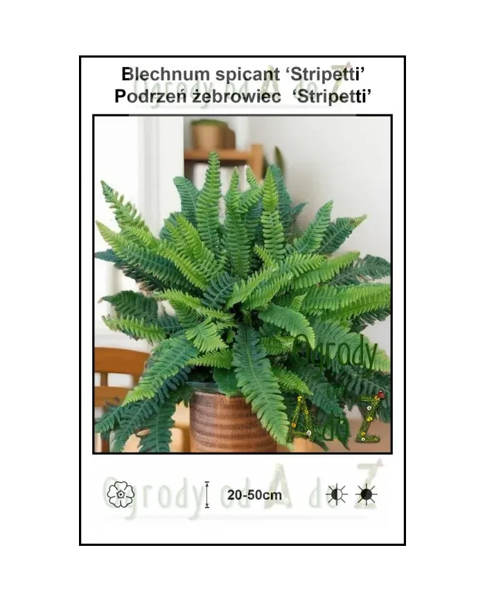 Blechnum-spicant-Stripetti.jpg Blechnum-spicant-Stripetti.jpg