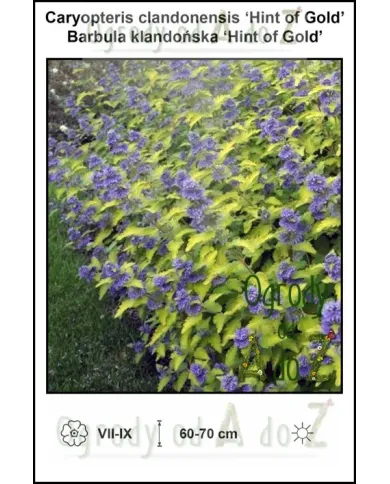 Caryopteris-clandonensis-Hint-of-Gold.jpg