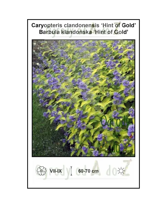Caryopteris-clandonensis-Hint-of-Gold.jpg