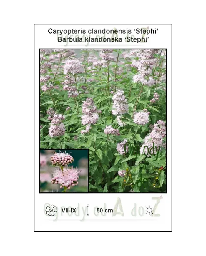 Caryopteris-clandonensis-Stephi.jpg