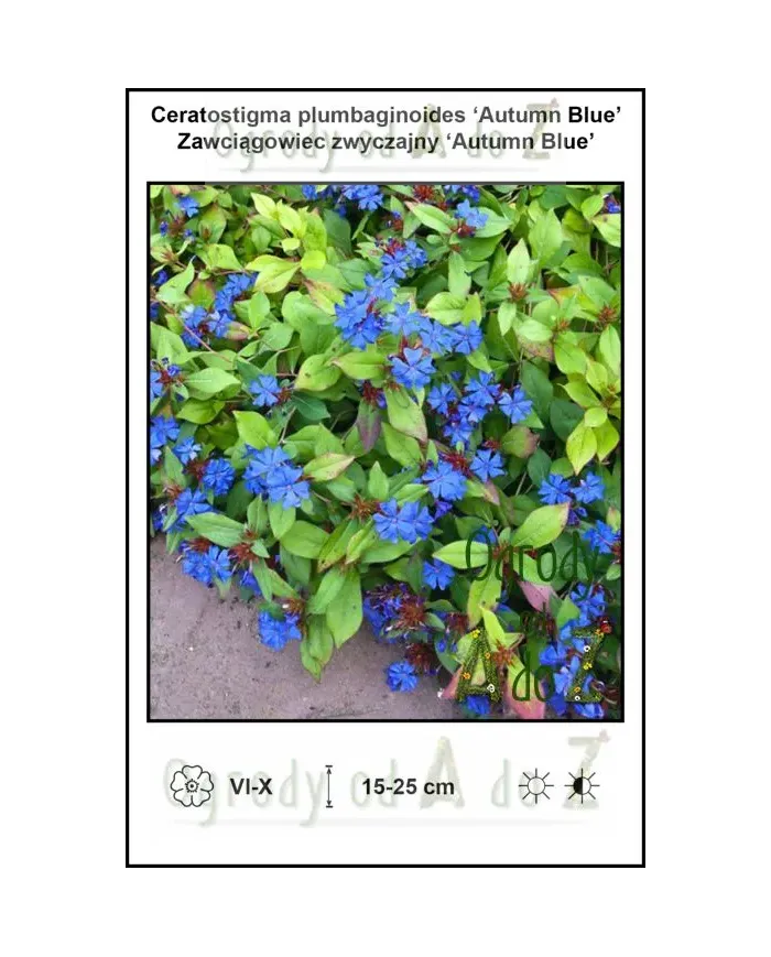 Ceratostigma-plumbaginoides-Autumn-Blue.jpg