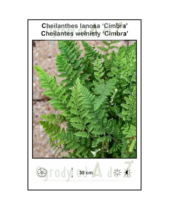 Cheilanthes-lanosa-Cimbra.jpg