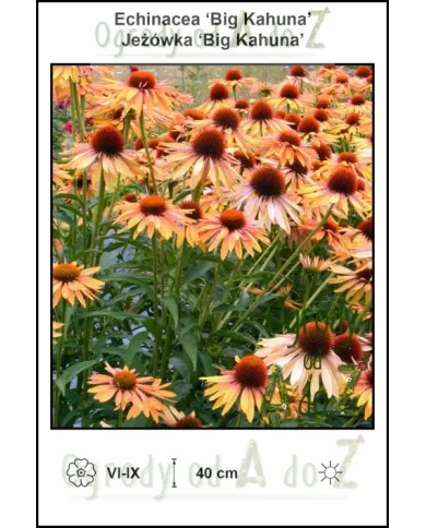Echinacea-Big-Kahuna.jpg