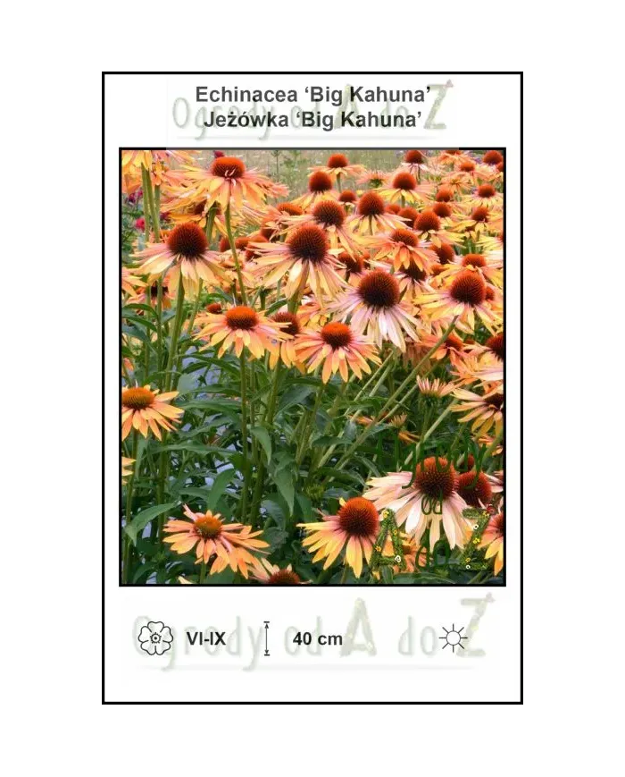 Echinacea-Big-Kahuna.jpg