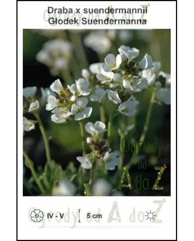Draba-x-suendermannii.jpg