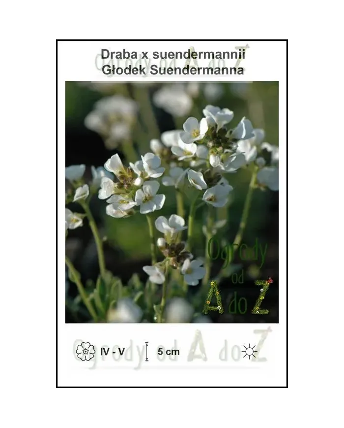 Draba-x-suendermannii.jpg