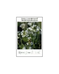 Draba-x-suendermannii.jpg
