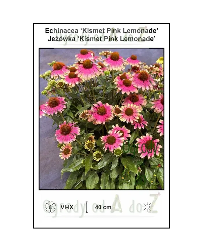 Echinacea-Kismet-Pink-Lemonade.jpg