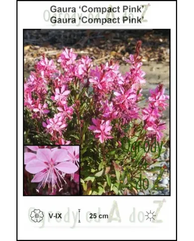 Gaura-Compact-Pink.jpg