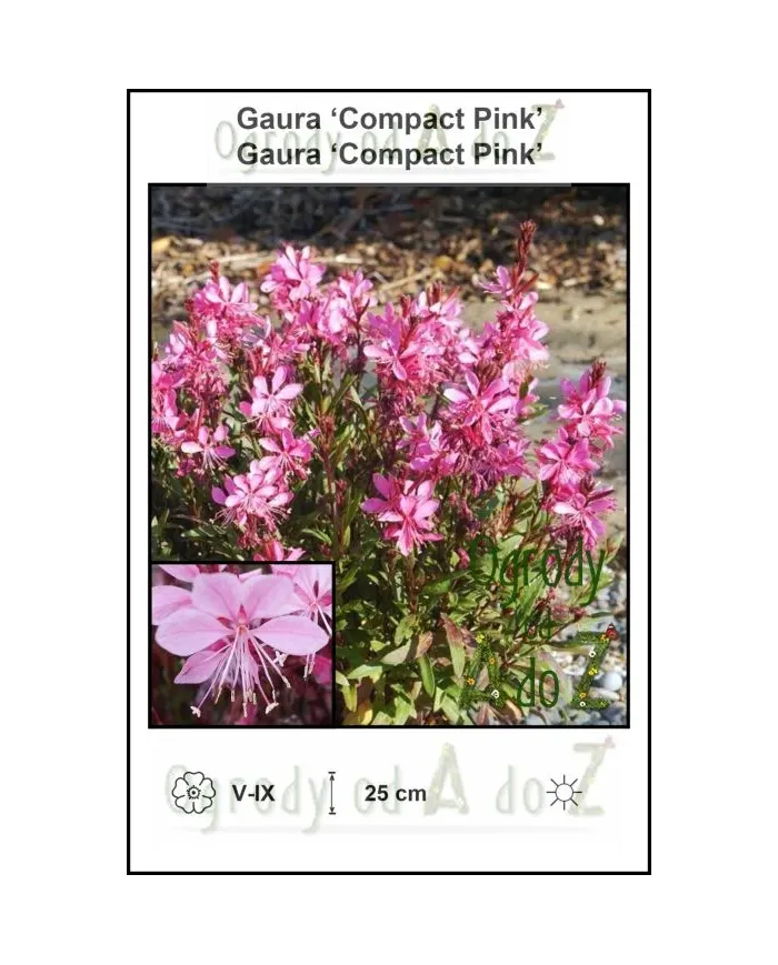 Gaura-Compact-Pink.jpg