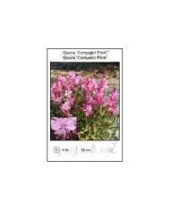 Gaura-Compact-Pink.jpg