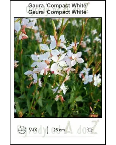 Gaura-Compact-White.jpg