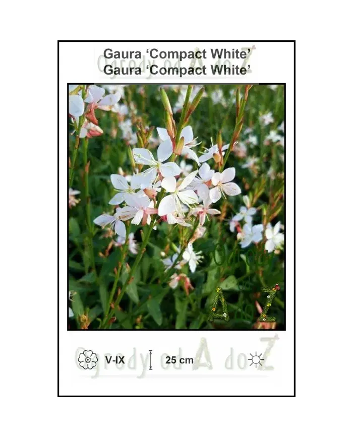 Gaura-Compact-White.jpg