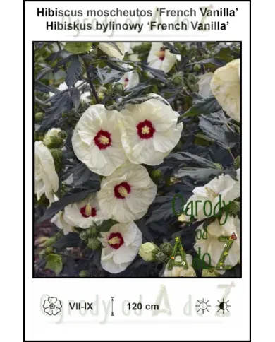Hibiscus-moscheutos-French-Vanilla.jpg