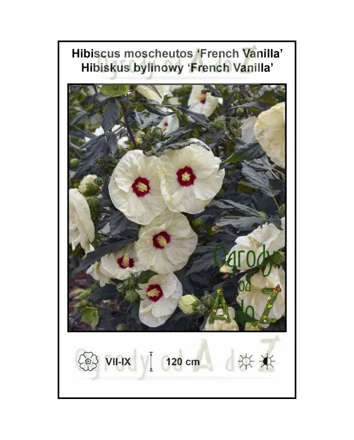 Hibiscus-moscheutos-French-Vanilla.jpg