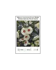 Hibiscus-moscheutos-French-Vanilla.jpg