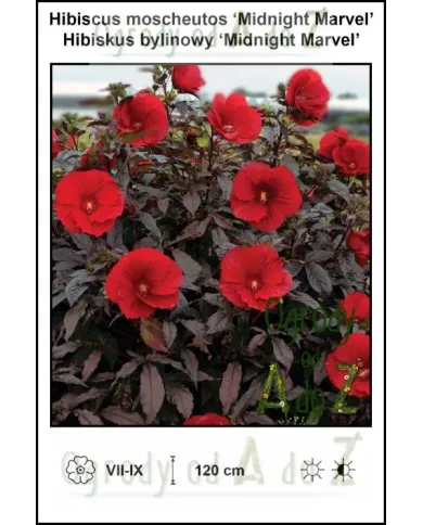 Hibiscus-moscheutos-Midnight-Marvel.jpg