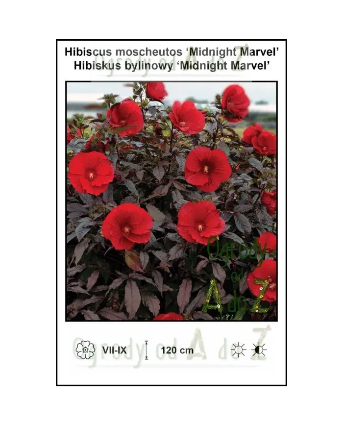 Hibiscus-moscheutos-Midnight-Marvel.jpg