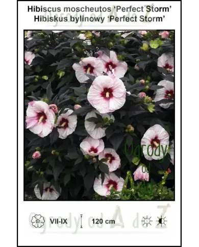 Hibiscus-moscheutos-Perfect-Storm.jpg