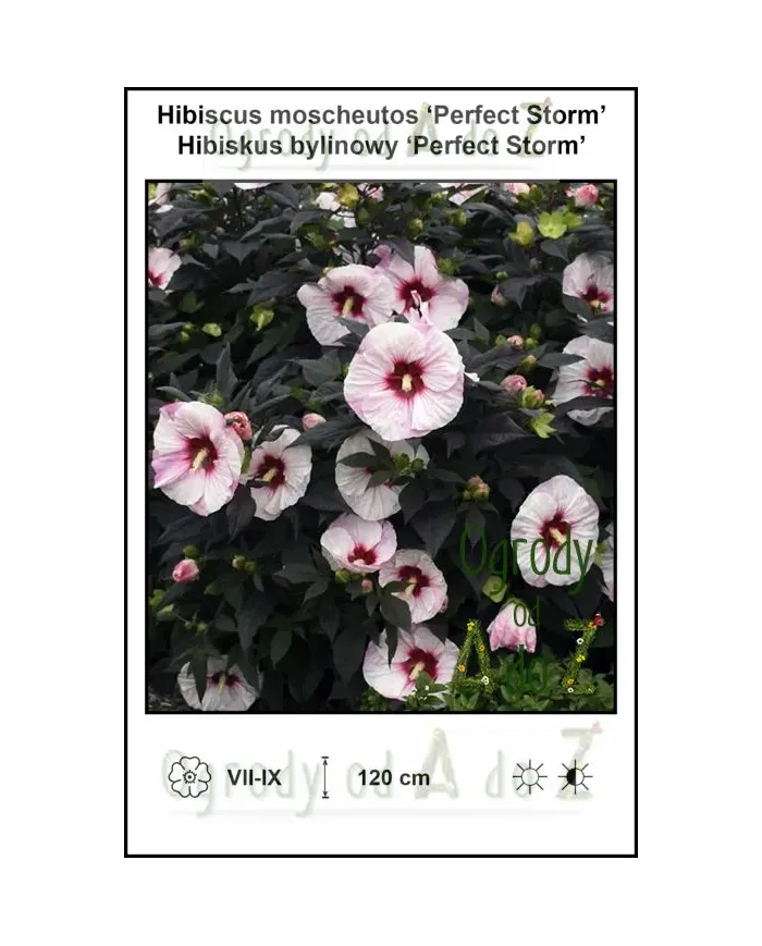 Hibiscus-moscheutos-Perfect-Storm.jpg