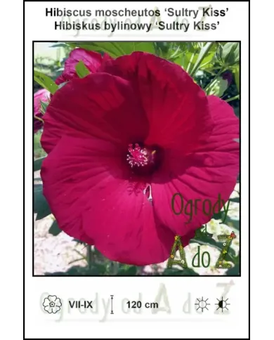 Hibiscus-moscheutos-Sultry-Kiss.jpg