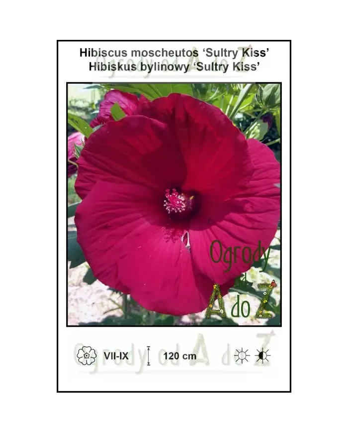 Hibiscus-moscheutos-Sultry-Kiss.jpg
