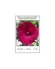 Hibiscus-moscheutos-Sultry-Kiss.jpg