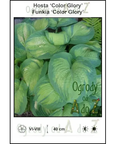 Hosta-Color-Glory.jpg
