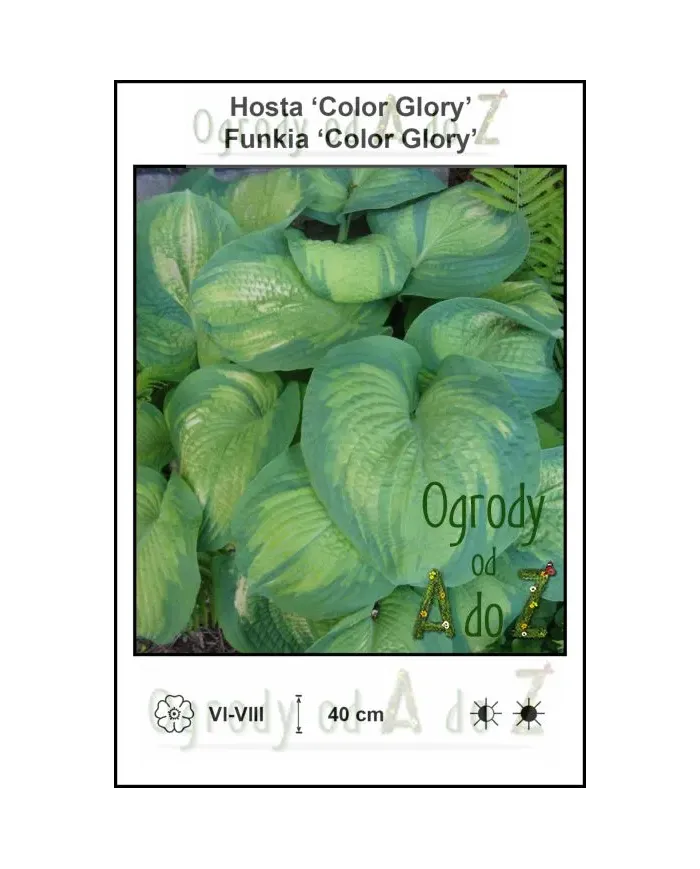Hosta-Color-Glory.jpg