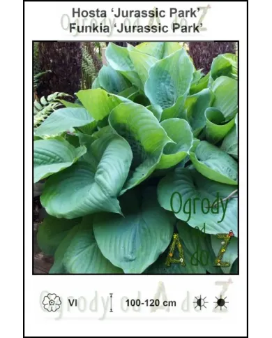 Hosta-Jurassic-Park.jpg
