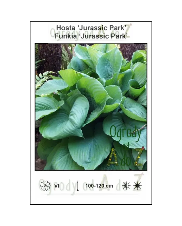 Hosta-Jurassic-Park.jpg
