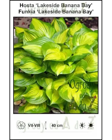 Hosta-Lakeside-Banana-Bay.jpg