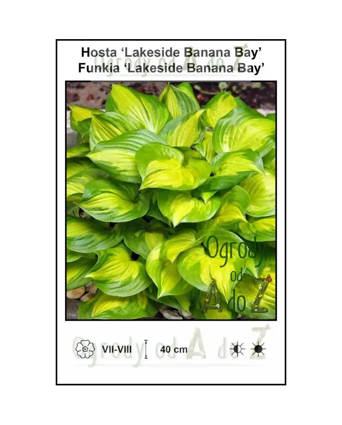 Hosta-Lakeside-Banana-Bay.jpg
