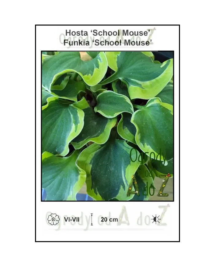 Hosta-School-Mouse.jpg