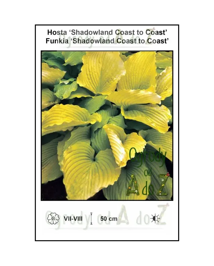 Hosta-Shadowland-Coast-to-Coast.jpg