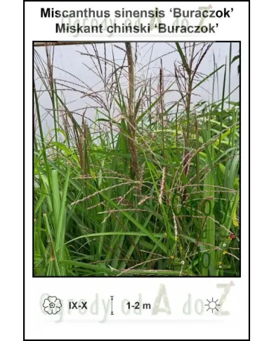 Miscanthus-sinensis-Buraczok.jpg
