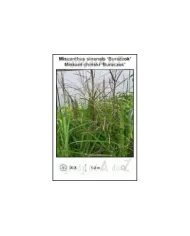 Miscanthus-sinensis-Buraczok.jpg