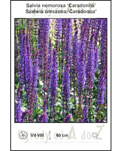 Salvia-nemorosa-Caradonna.jpg Salvia-nemorosa-Caradonna.jpg