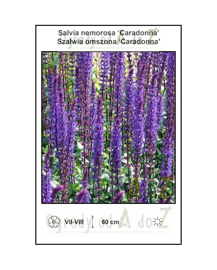 Salvia-nemorosa-Caradonna.jpg