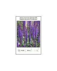 Salvia-nemorosa-Caradonna.jpg