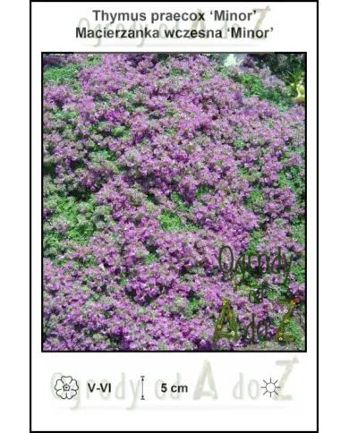 Thymus-praecox-Minor.jpg