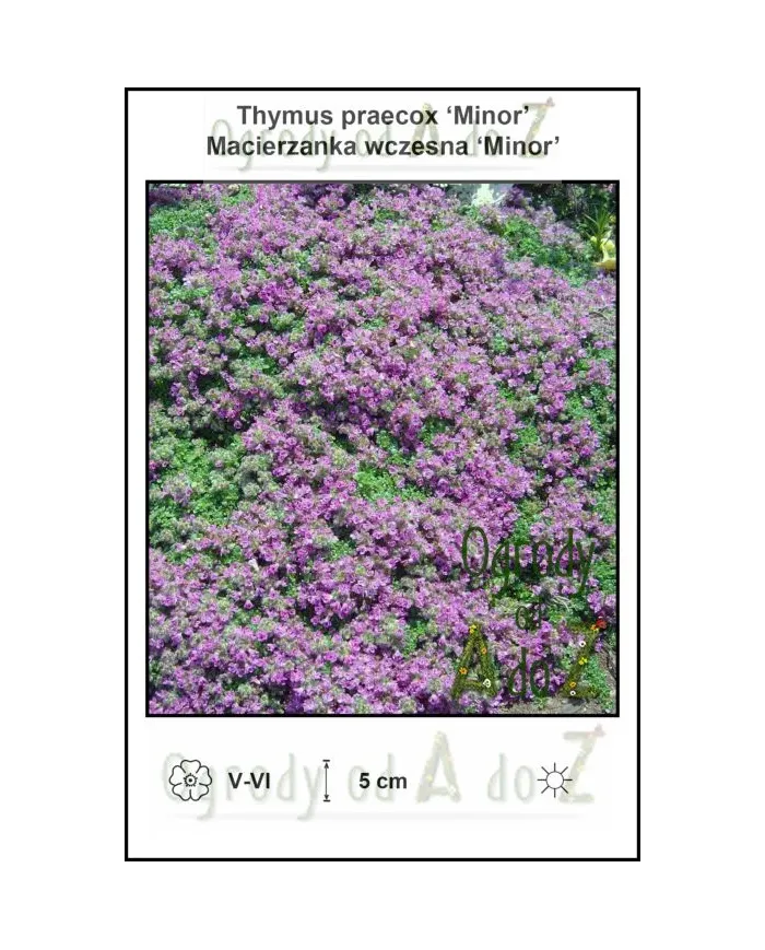 Thymus-praecox-Minor.jpg