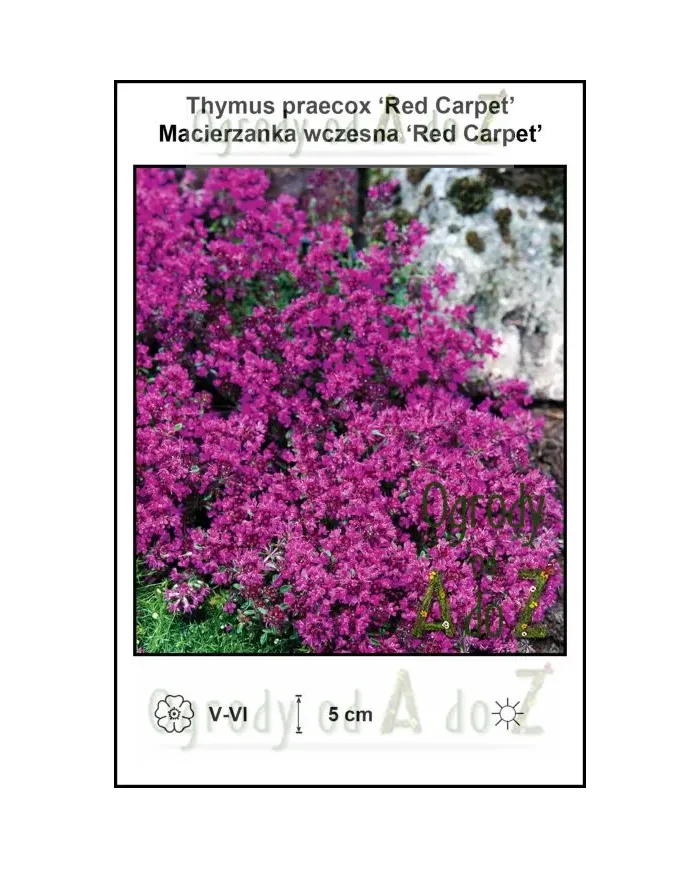 Thymus-praecox-Red-Carpet.jpg