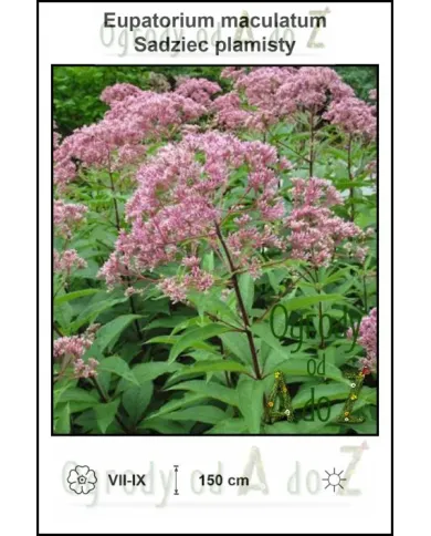 Eupatorium-maculatum.jpg Eupatorium-maculatum.jpg