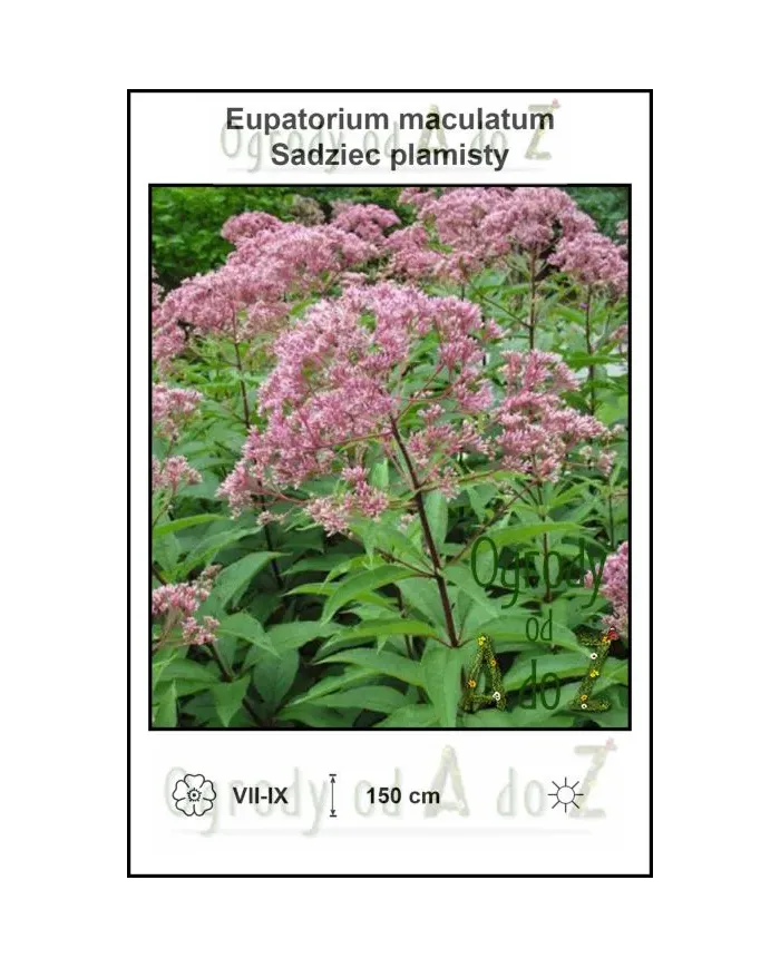 Eupatorium-maculatum.jpg