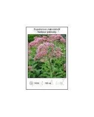 Eupatorium-maculatum.jpg